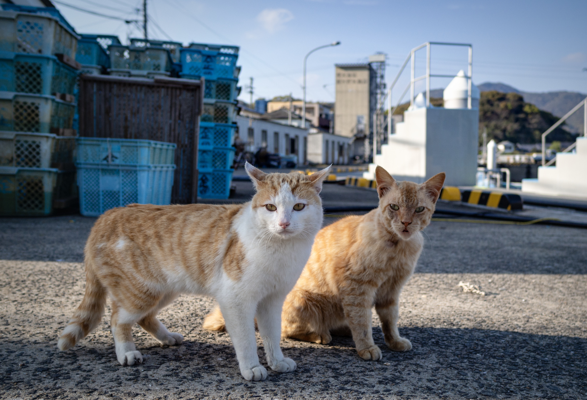 f:id:fridaynight:20190405165155j:plain