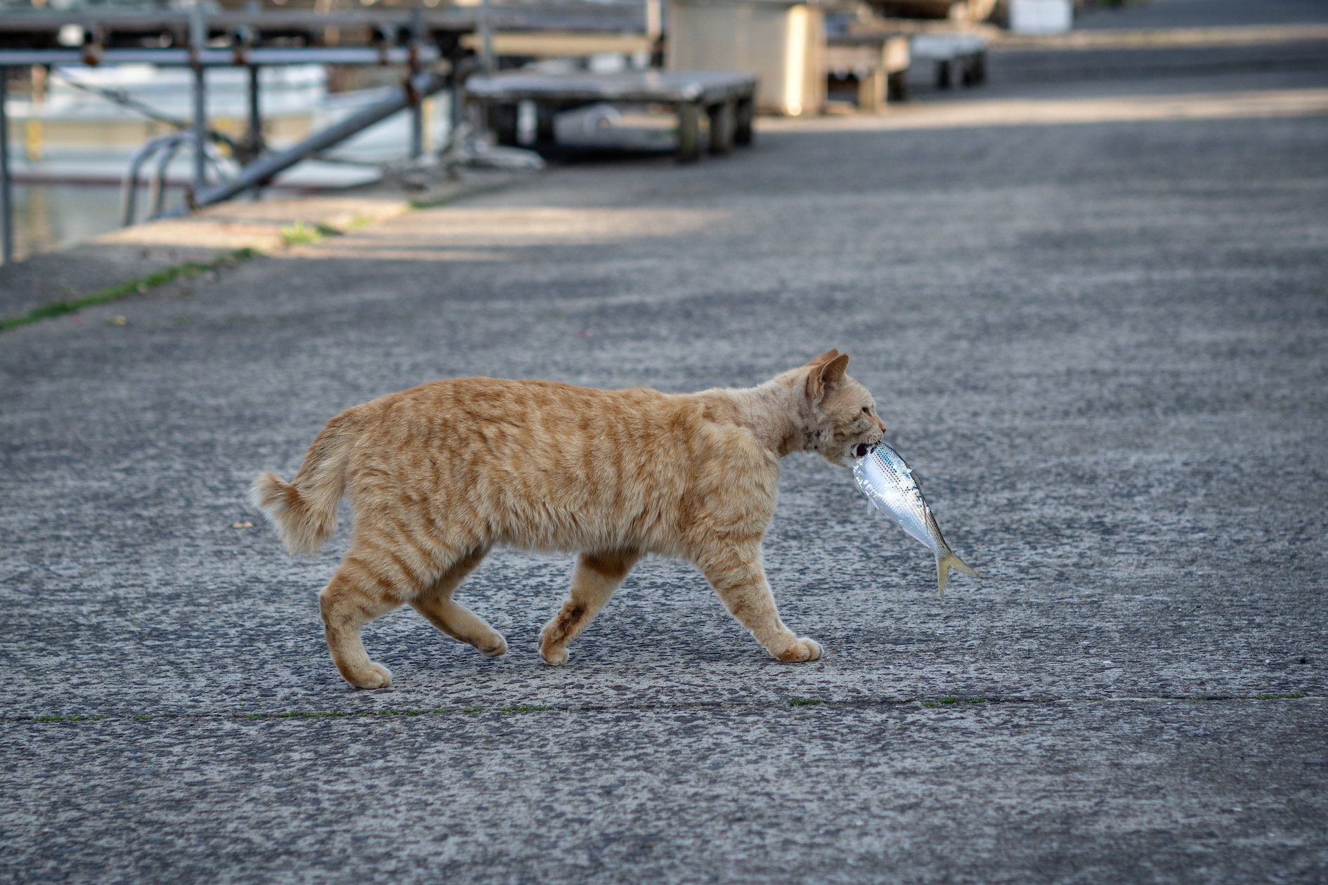 f:id:fridaynight:20190405170839j:plain