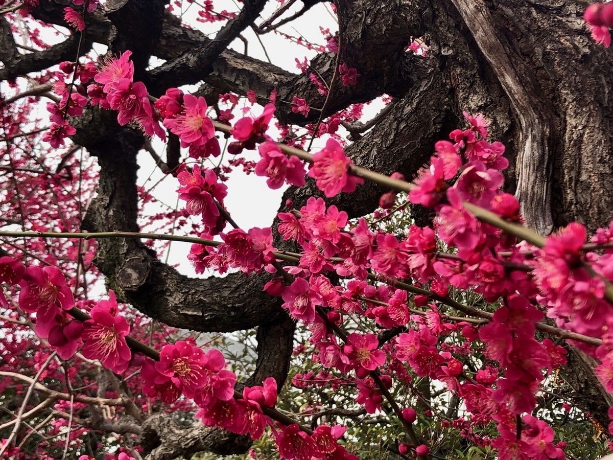 百花が咲き競う〈230301〉A hundred Flowers bloom and compete. friendship2100’s diary