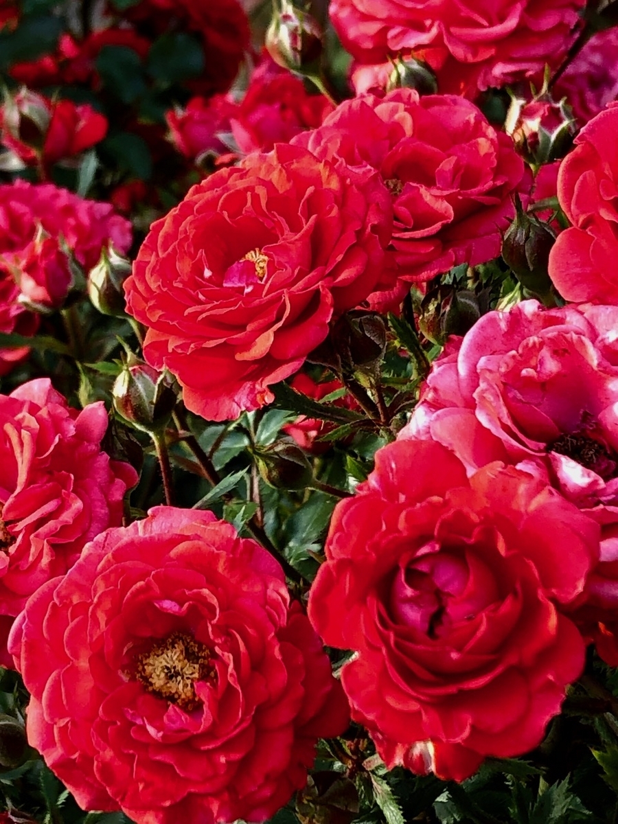 この赤いバラのインパクトは The impact of this red rose is 〈230518〉四季の香ローズガーデンにて At