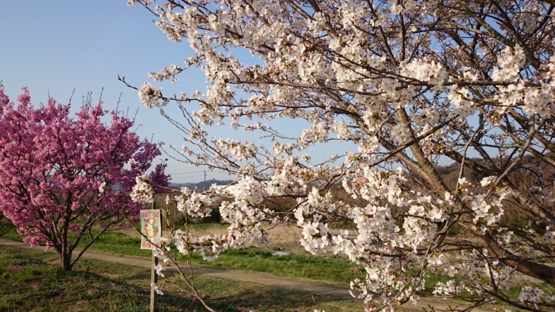 f:id:frijo:20180330072947j:image:w360
