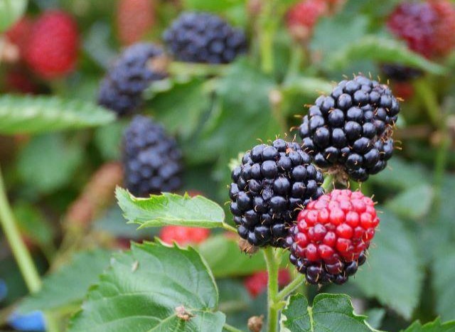 ミツバチと人に優しい農業 を目指して 榎本さん 愛知県 ラクマお知らせブログ