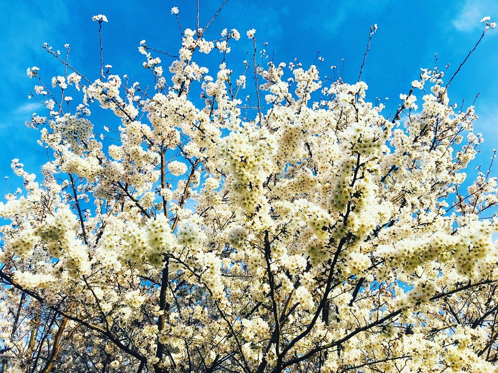 f:id:frillcon:20180403203319j:plain f:id:frillcon:20180403203319j:plain