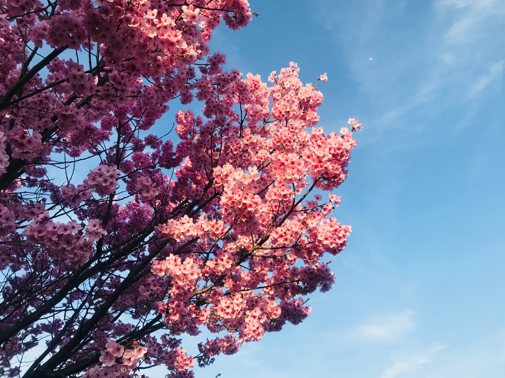 f:id:frillcon:20180403203343j:plain f:id:frillcon:20180403203343j:plain