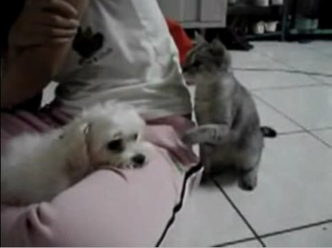 f:id:frnk:20081215162441j:image