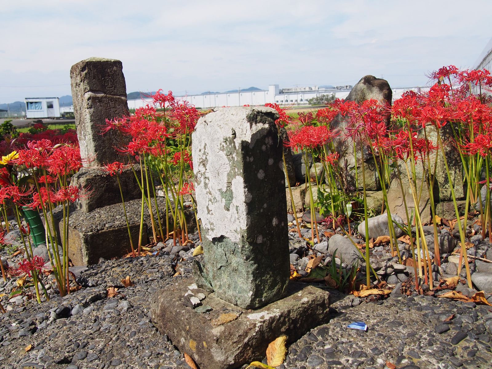 初倉・坂本の紀伊國川中［島？］小長谷八兵［衛？］
