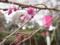 枝垂れ桜20170406