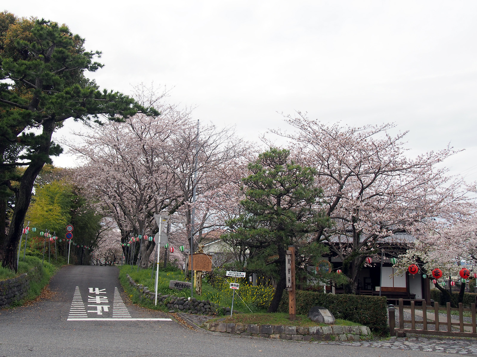 桜の島田大堤と大井川川会所
