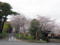 桜の島田大堤と大井川川会所