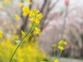 [植物][Brassica]島田大堤の菜の花