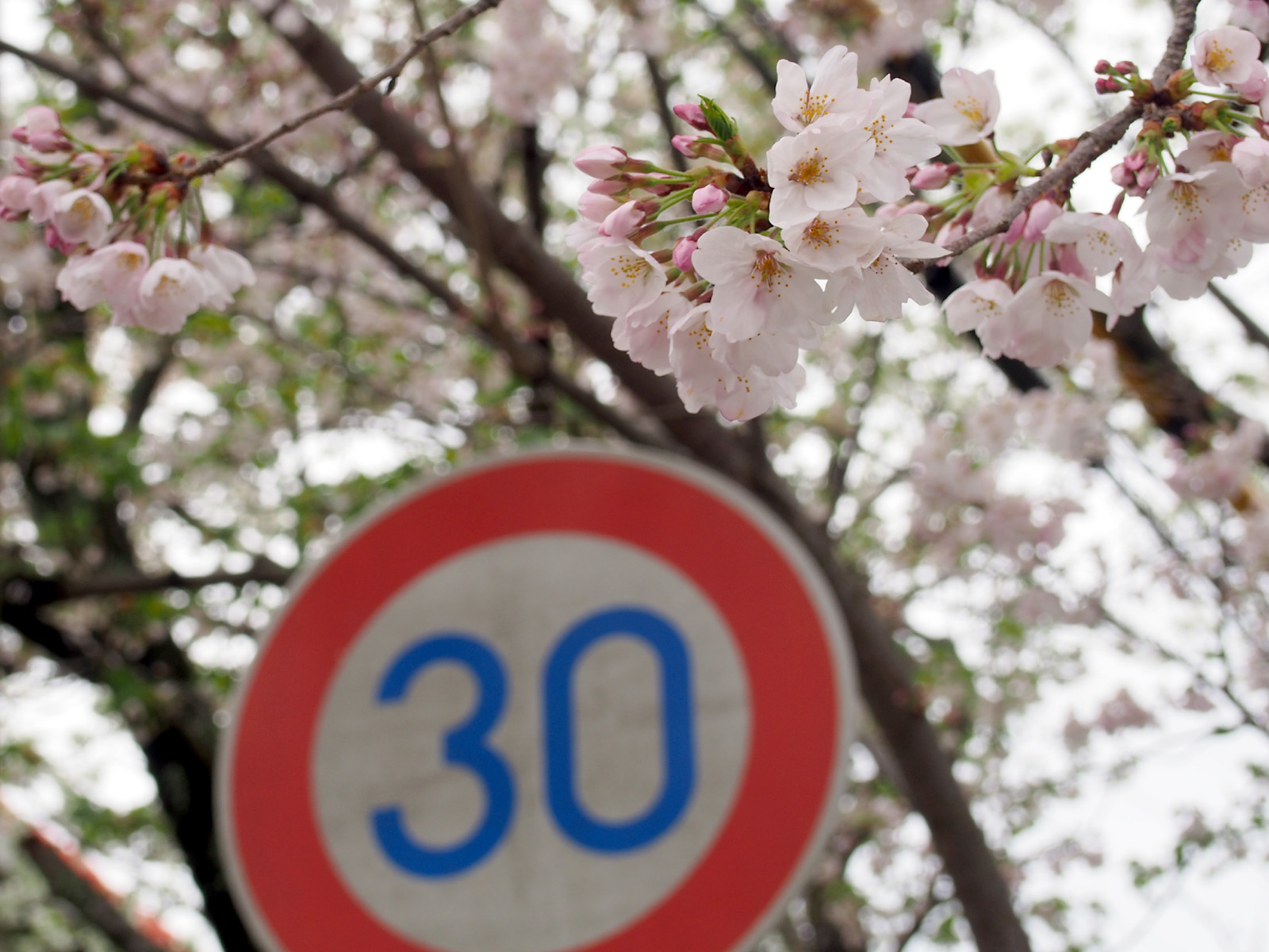30キロ制限の桜