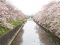 [植物][Prunus][桜]六間川・瀬戸川合流点2017/04/10