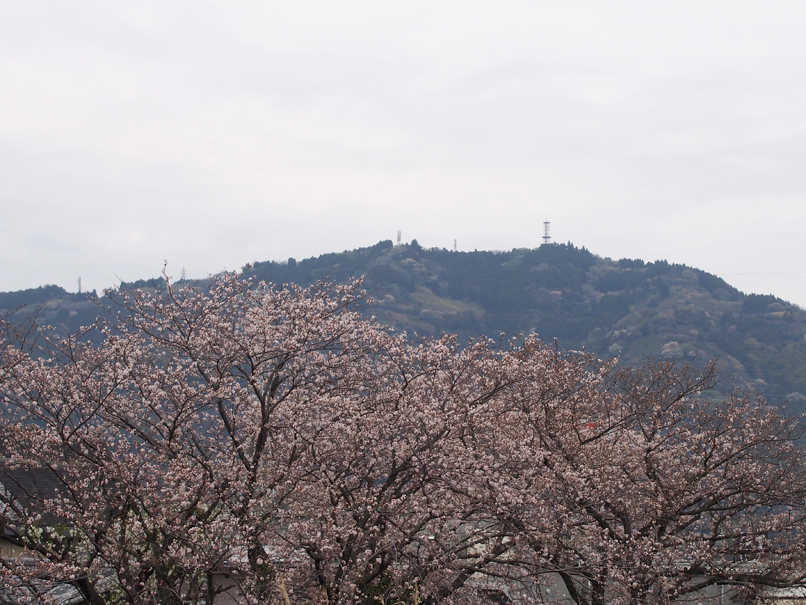 桜と高草山2017/04/10