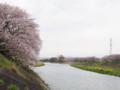 [植物][Prunus][桜]瀬戸川・牛田橋から2017/04/10