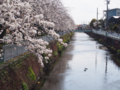 [植物][Prunus][桜]鴨と小学生と