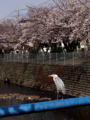 [植物][Prunus][桜][動物][鳥]青鷺先輩