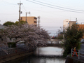 [植物][Prunus][桜]小石川めがね橋から