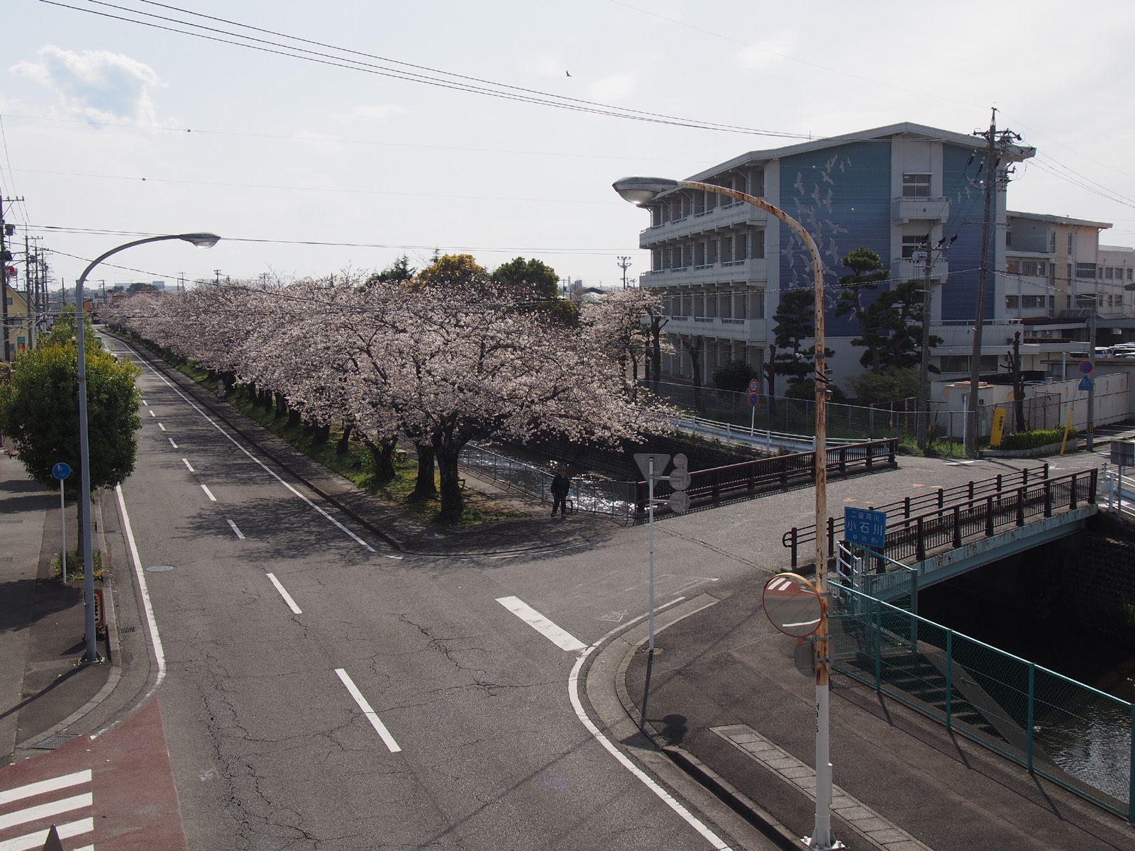 西小前の小石川堤桜並木