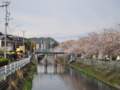 [植物][Prunus][桜]小石川の水門と桜並木