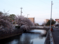 [植物][Prunus][桜]焼津駅前小石川の桜