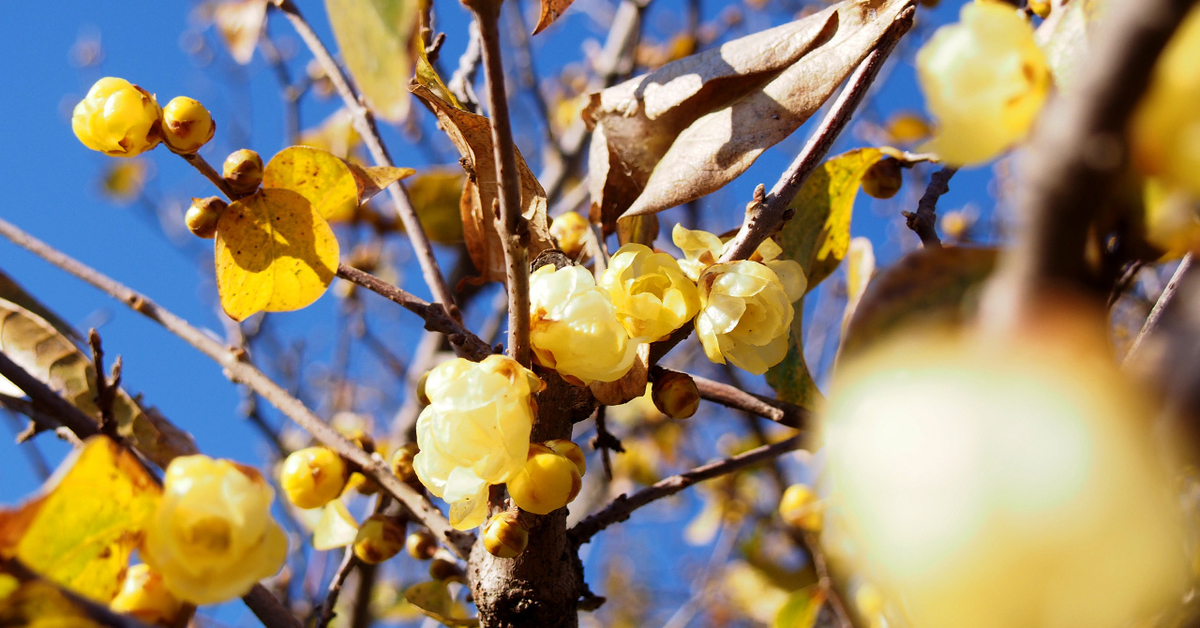 蝋梅の花
