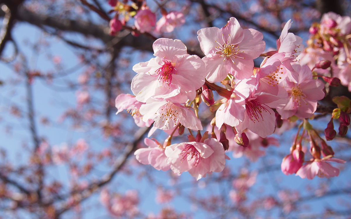 河津桜の花