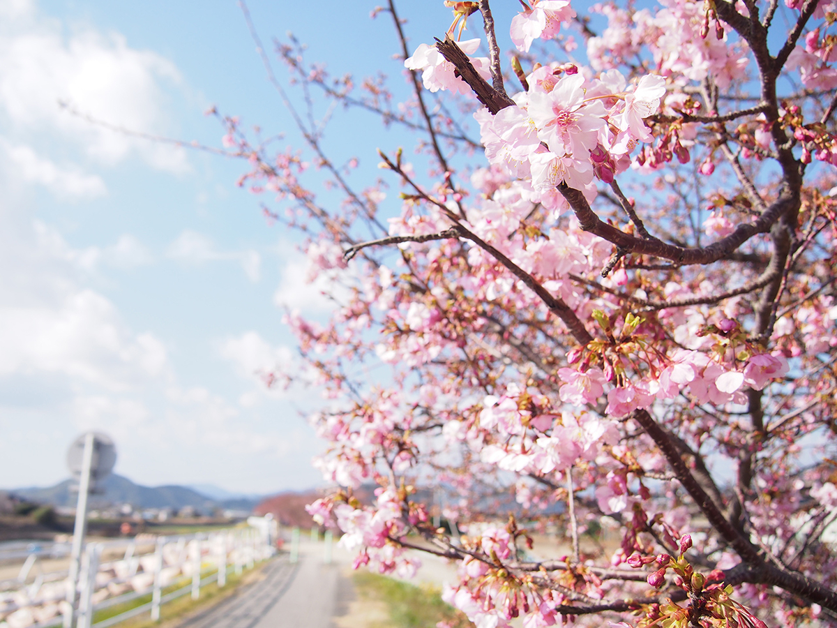 朝比奈川の河津桜「山の手さくら」、ばくだん淵より下流側