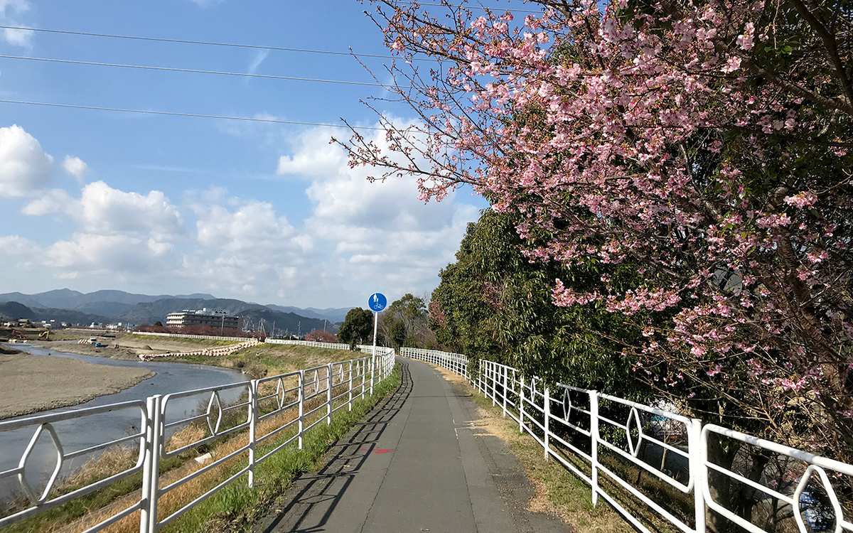朝比奈川「山の手さくら」並木入り口