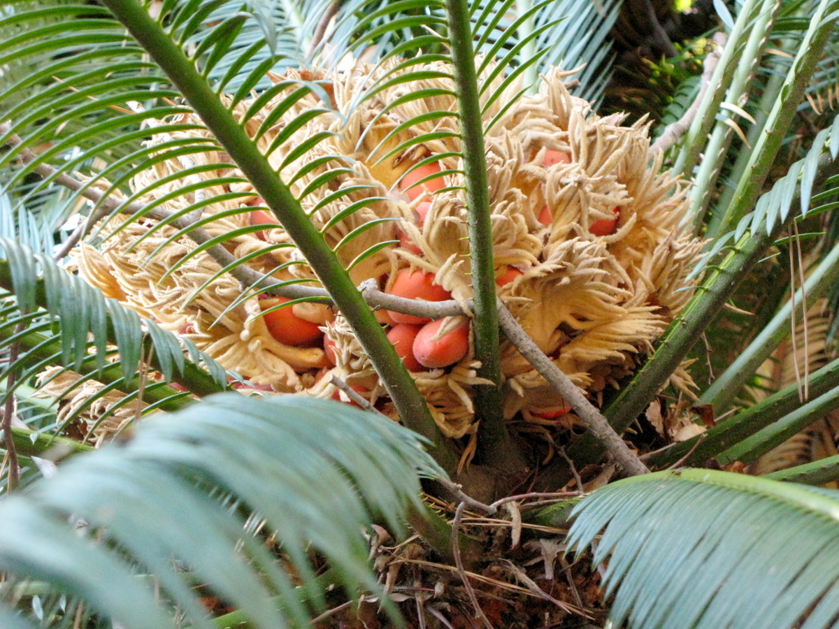 焼津神社のソテツ