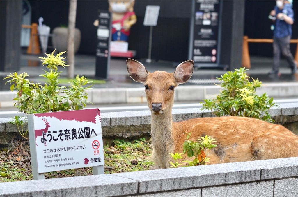 f:id:frokun:20210904135800j:image