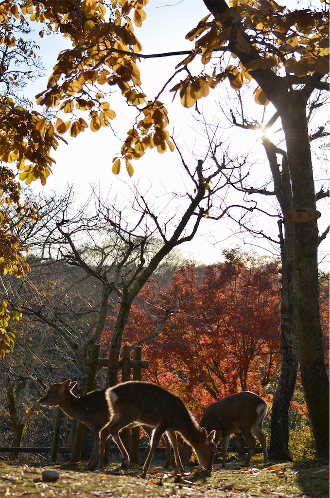 f:id:frokun:20211129194343j:image