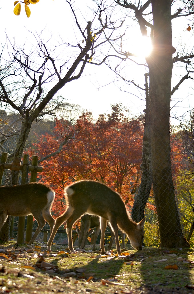 f:id:frokun:20211129194430j:image