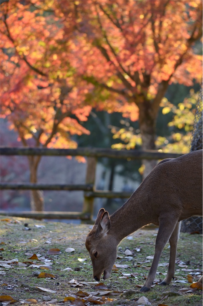 f:id:frokun:20211129194433j:image