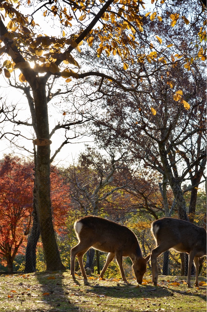 f:id:frokun:20211129194506j:image