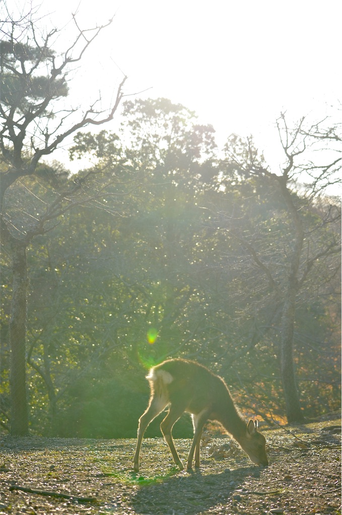 f:id:frokun:20211129194527j:image