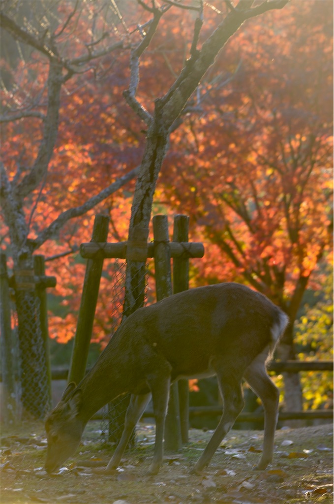 f:id:frokun:20211129194544j:image