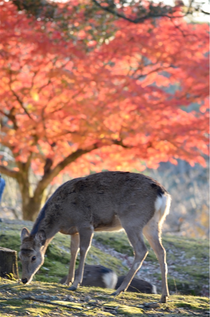 f:id:frokun:20211129194550j:image