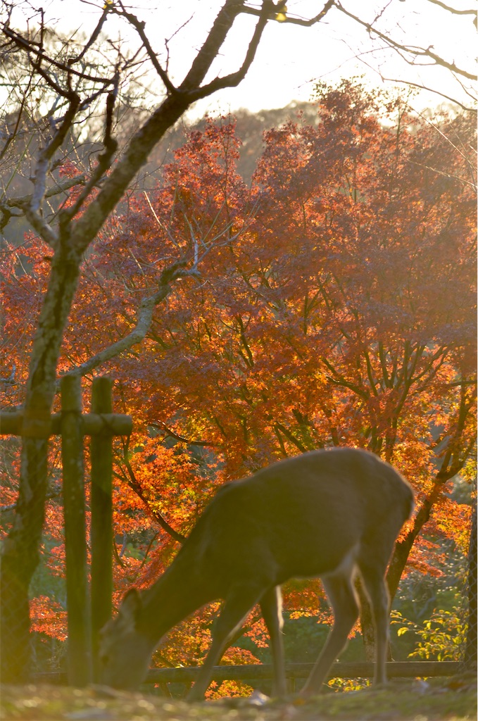f:id:frokun:20211129194554j:image