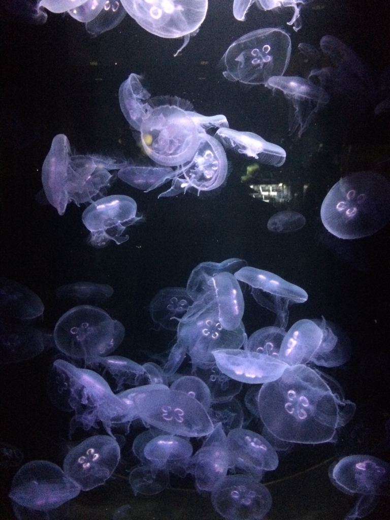 f:id:from-a:20171116083854j:plain f:id:from-a:20171116083854j:plain