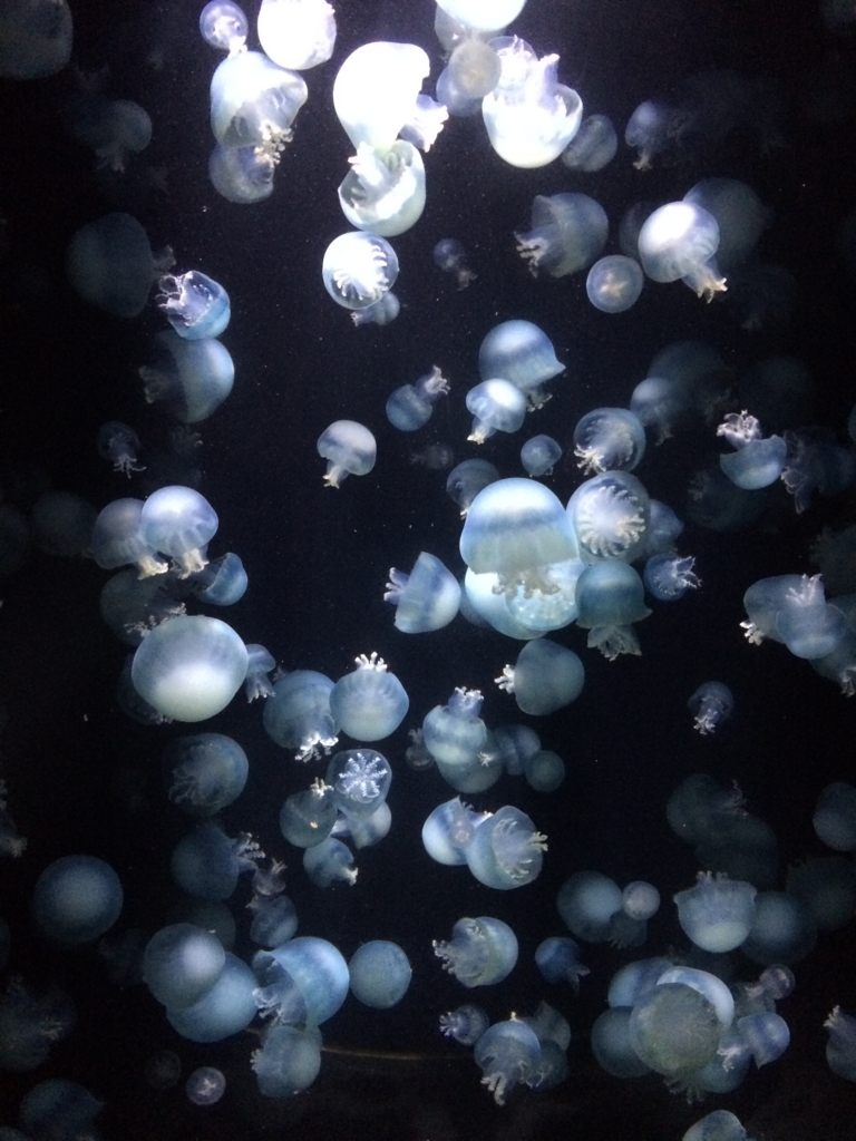 f:id:from-a:20171116083924j:plain f:id:from-a:20171116083924j:plain