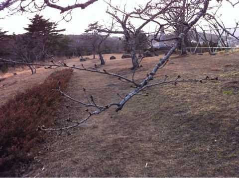 f:id:from2011ne:20110402200245j:image
