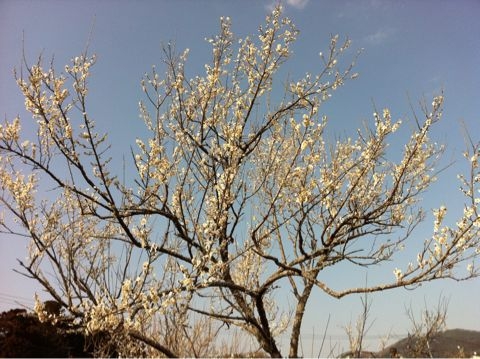 f:id:from2011ne:20110412203001j:image