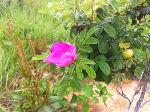 f:id:from2011ne:20110707224716j:image