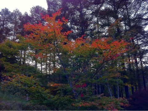 f:id:from2011ne:20111020222807j:image