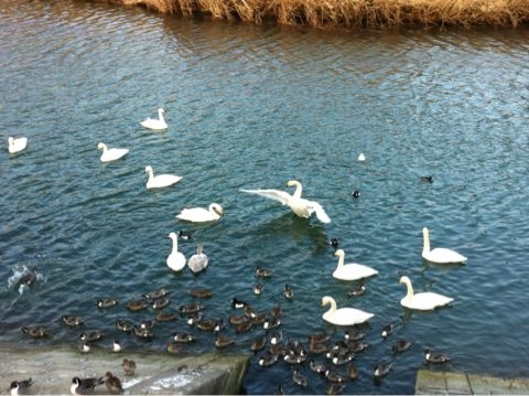 f:id:from2011ne:20120115170743j:image