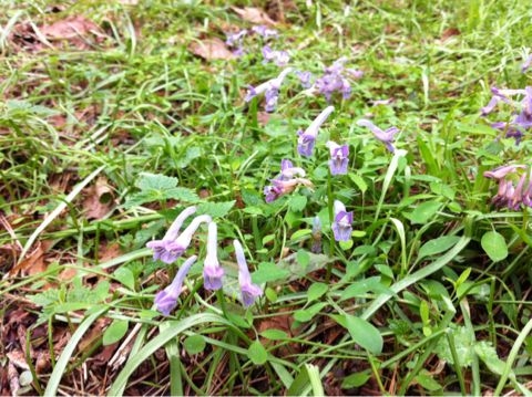f:id:from2011ne:20120506201317j:image