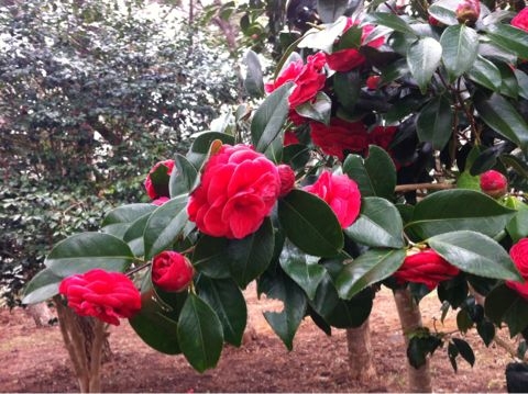 f:id:from2011ne:20120510060133j:image