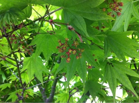 f:id:from2011ne:20120518065327j:image