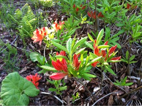 f:id:from2011ne:20120601062100j:image