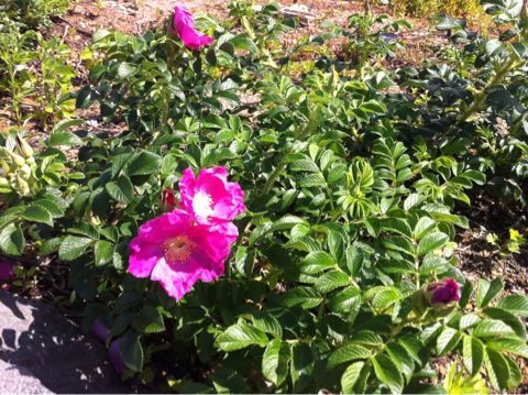 f:id:from2011ne:20120617171344j:image